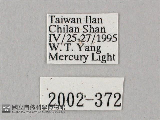 粗斜紋天蛾藏品圖，第3張