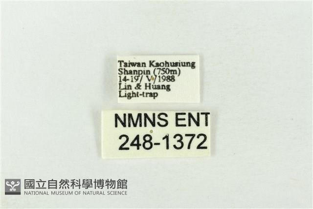基褐綠刺蛾藏品圖，第3張