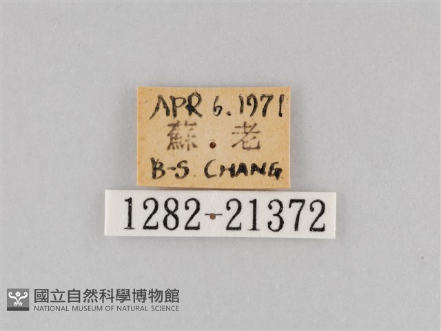 大波眼蝶藏品圖，第3張