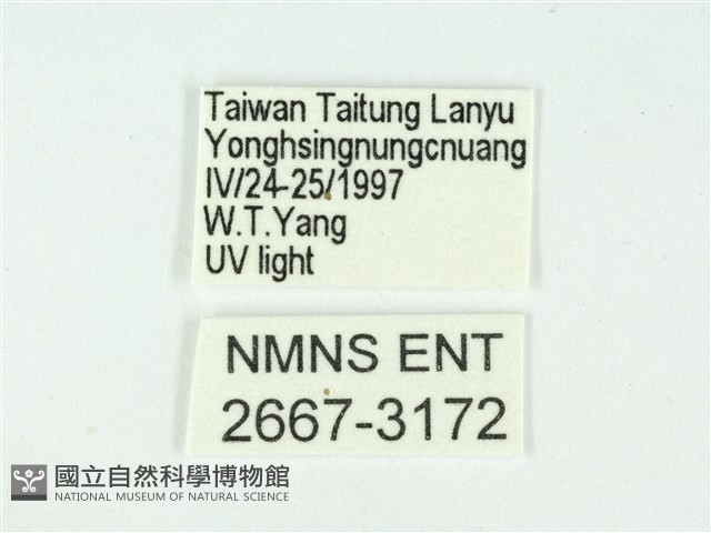 叉紋閃舞蛾藏品圖，第3張