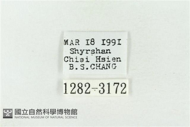 連珠波紋蛾藏品圖，第3張