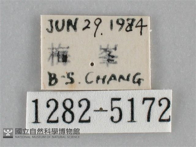 基褐刺蛾藏品圖，第3張