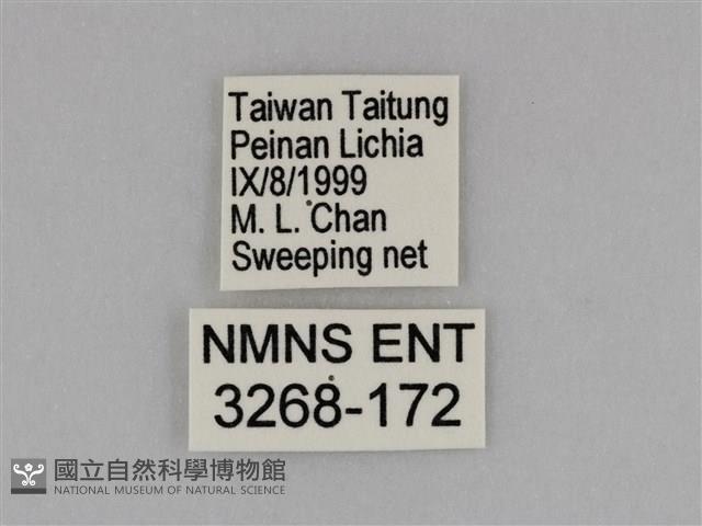 亮色黃蝶藏品圖，第3張