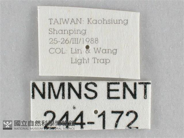 長斑擬燈蛾藏品圖，第3張
