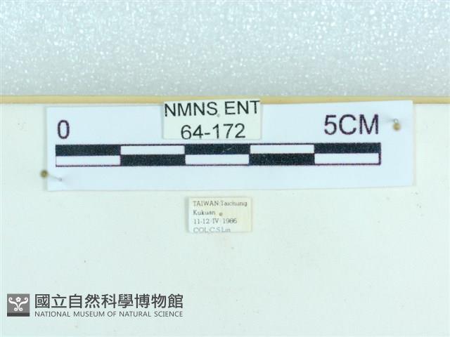 粉蝶燈蛾藏品圖，第3張