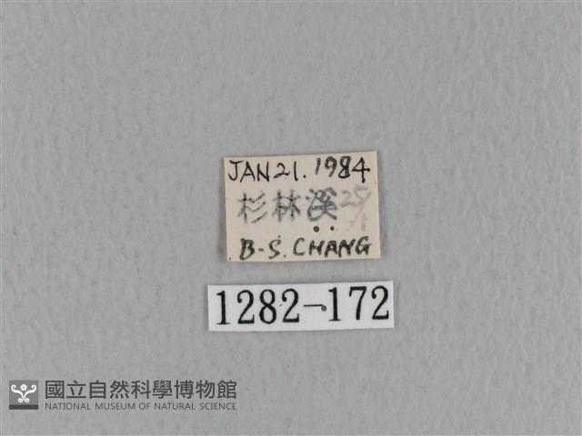 青枯葉蛾藏品圖，第3張