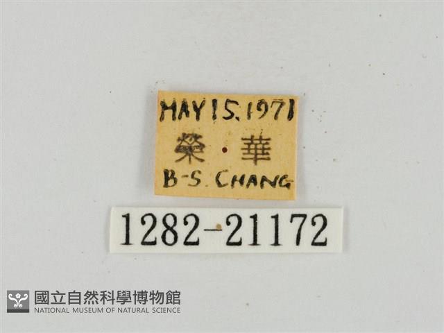 淡黃斑弄蝶藏品圖，第3張