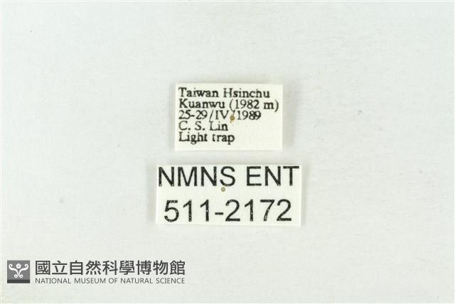 棍棒污燈蛾藏品圖，第3張