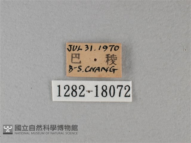 黑脈樺斑蝶藏品圖，第3張