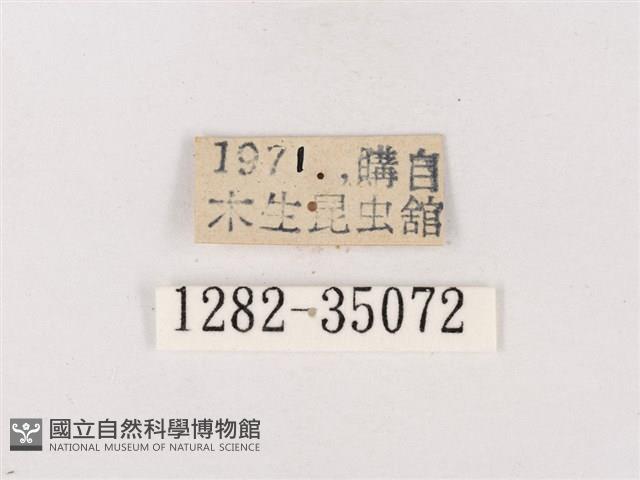 鈿灰蝶、黑星琉璃灰蝶藏品圖，第3張
