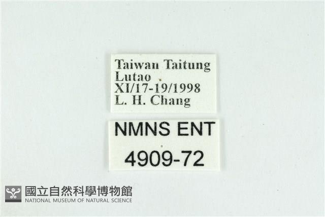 折列藍灰蝶沖繩亞種藏品圖，第3張