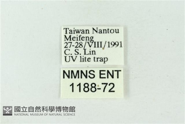 臺雪苔蛾藏品圖，第3張