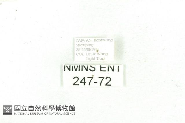 乳白斑燈蛾藏品圖，第3張