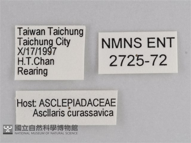 樺斑蝶藏品圖，第3張
