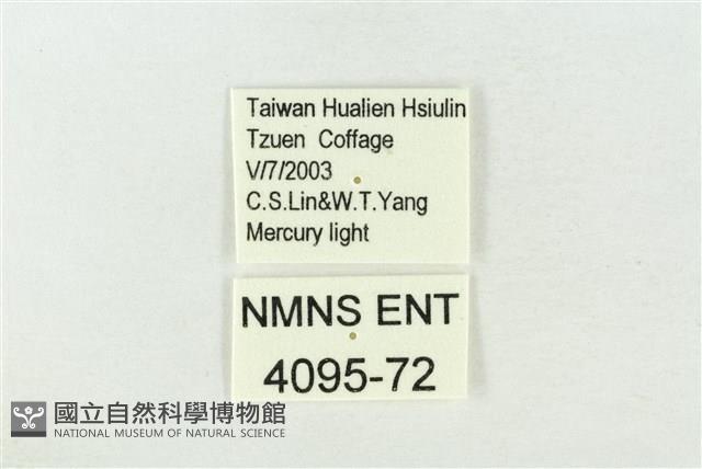 連珠波紋蛾藏品圖，第3張