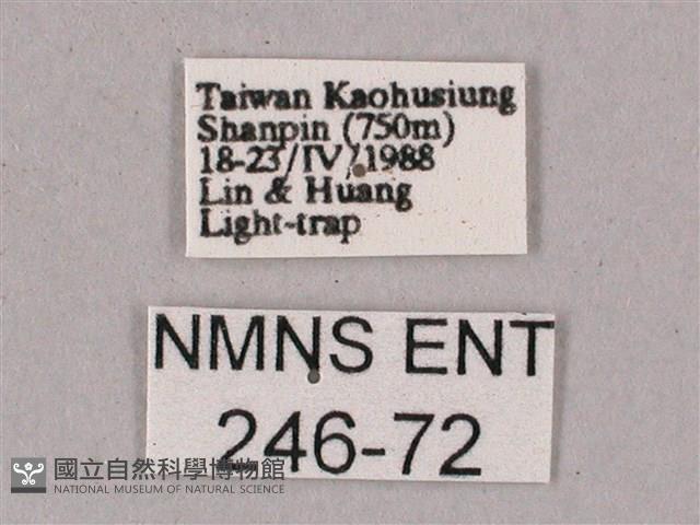 榆綠天蛾藏品圖，第3張