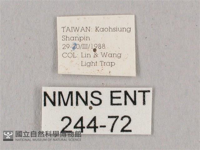 直翅六點天蛾藏品圖，第3張