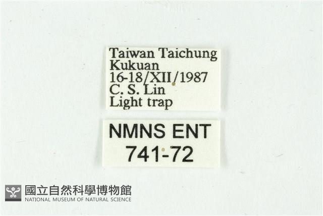 白斑散紋夜蛾藏品圖，第3張