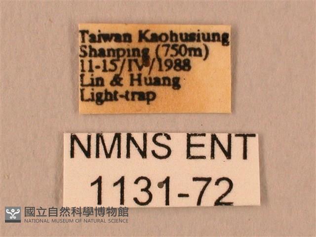 白星天蛾藏品圖，第3張