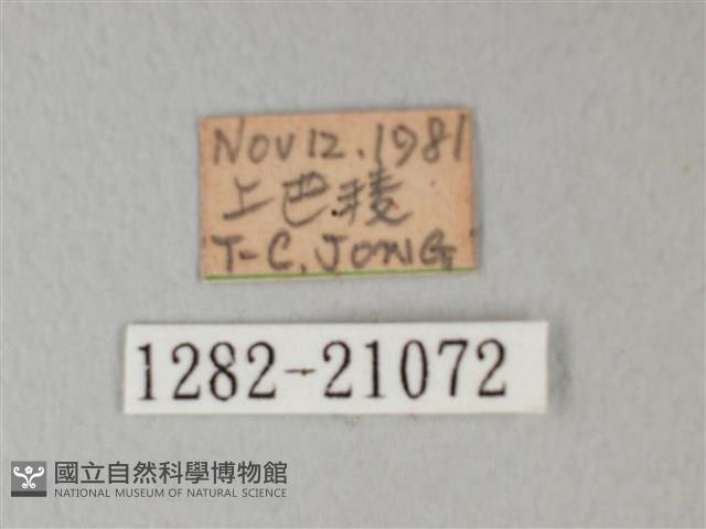 靛色琉灰蝶藏品圖，第3張