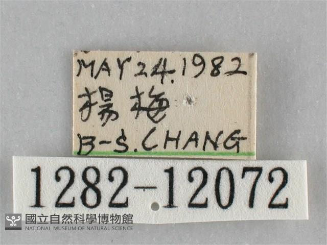 橙帶藍尺蛾藏品圖，第3張