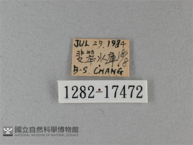 異紋帶蛺蝶藏品圖，第3張