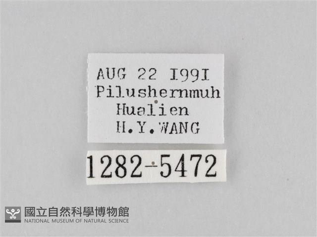 斜紋夜盜蛾藏品圖，第3張