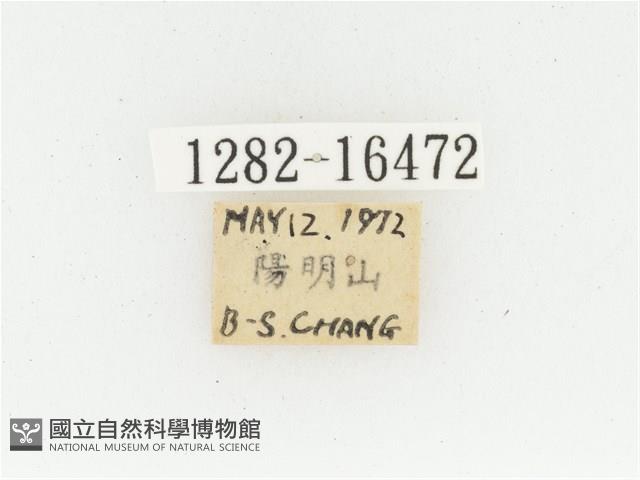 黃肩長腳花金龜藏品圖，第2張