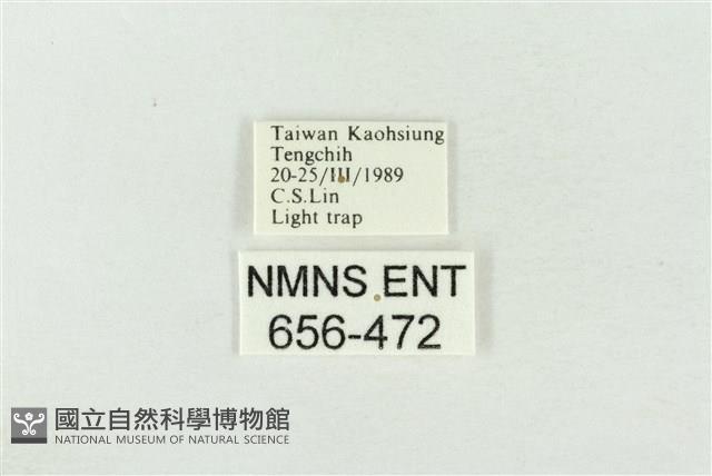 連珠波紋蛾藏品圖，第3張