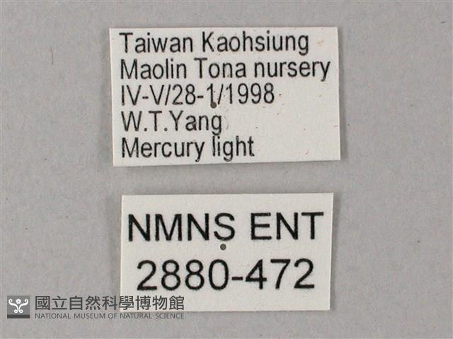 藏斜紋天蛾藏品圖，第3張