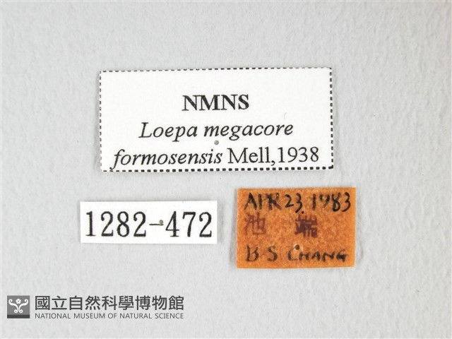 黃豹天蠶蛾藏品圖，第3張