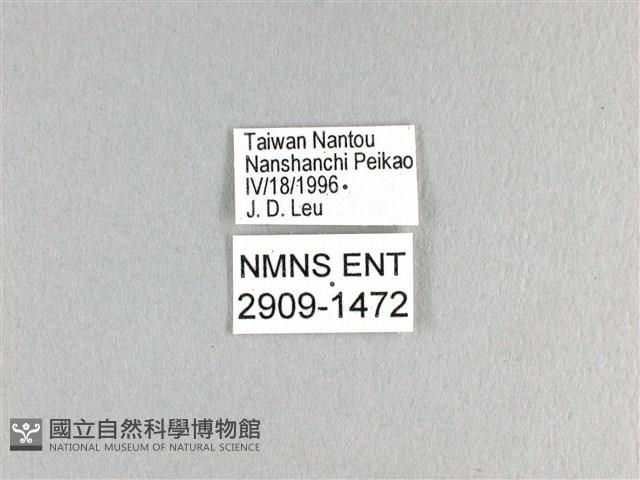 劍鳳蝶藏品圖，第3張