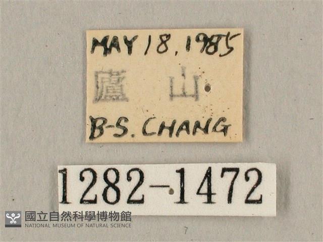 波斑長喙天蛾藏品圖，第3張