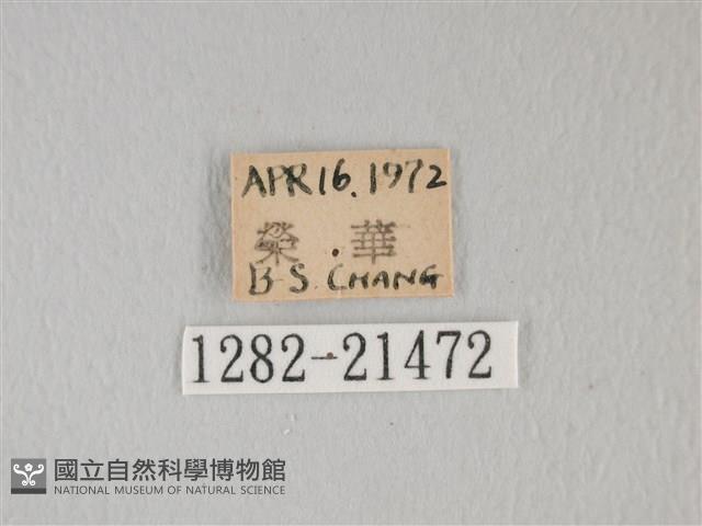 靛色琉灰蝶藏品圖，第3張