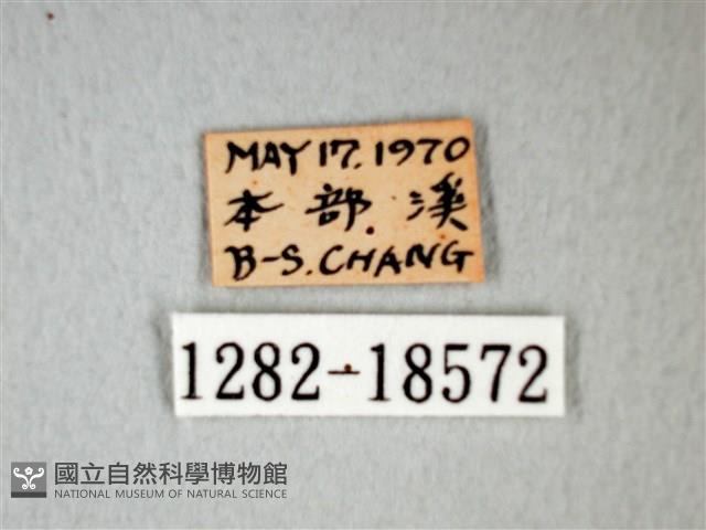 細邊琉灰蝶藏品圖，第3張