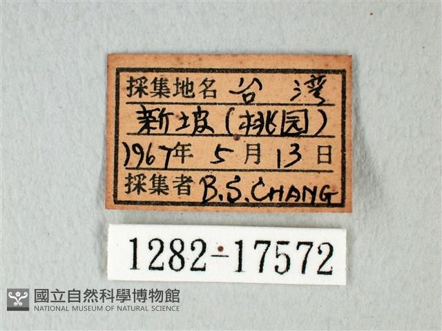 緣點白粉蝶藏品圖，第3張