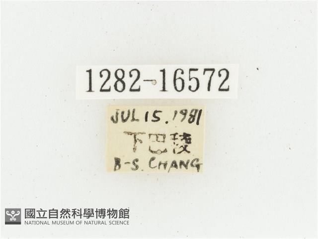 黃肩長腳花金龜藏品圖，第2張