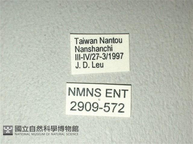 斑鳳蝶藏品圖，第3張
