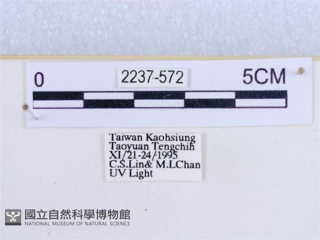 閃光苔蛾藏品圖，第3張