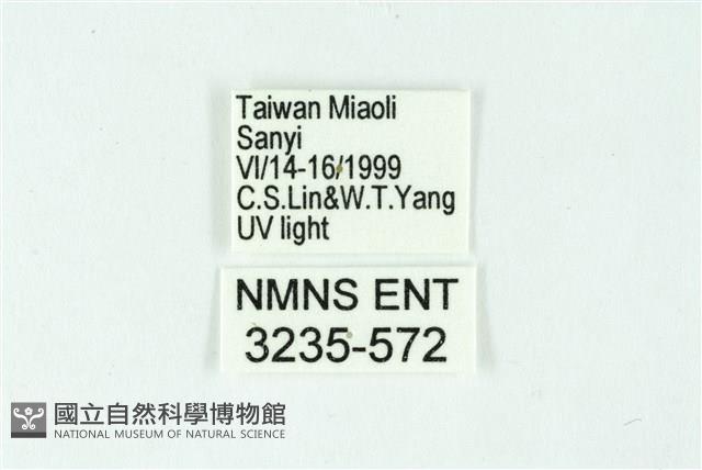 三條橙燈蛾藏品圖，第3張