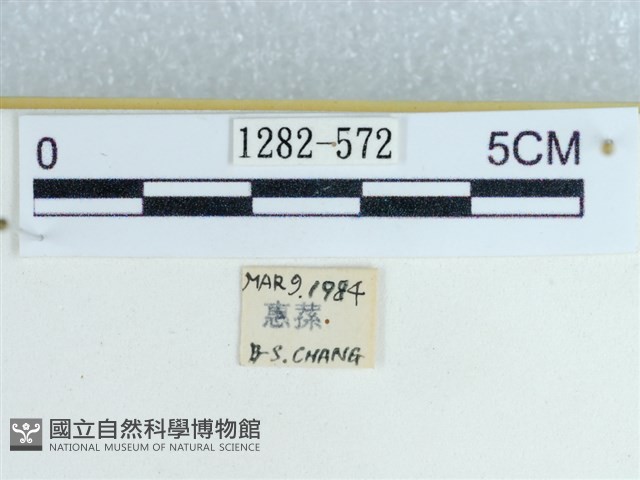 粉蝶燈蛾藏品圖，第3張