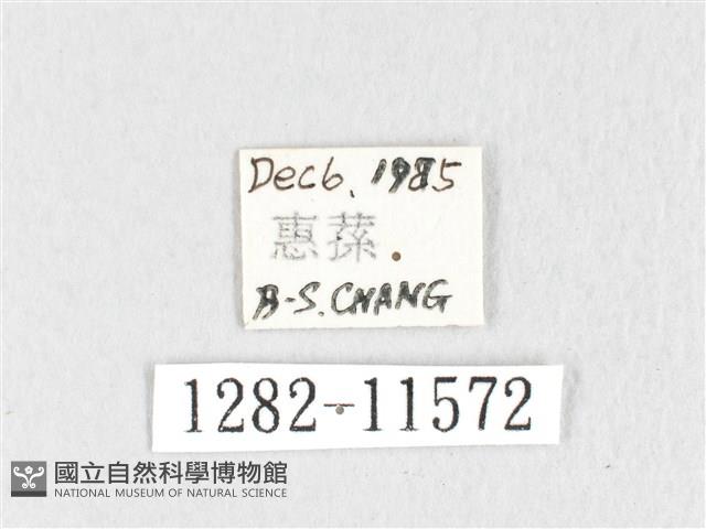 銀肩枯葉蛾藏品圖，第3張