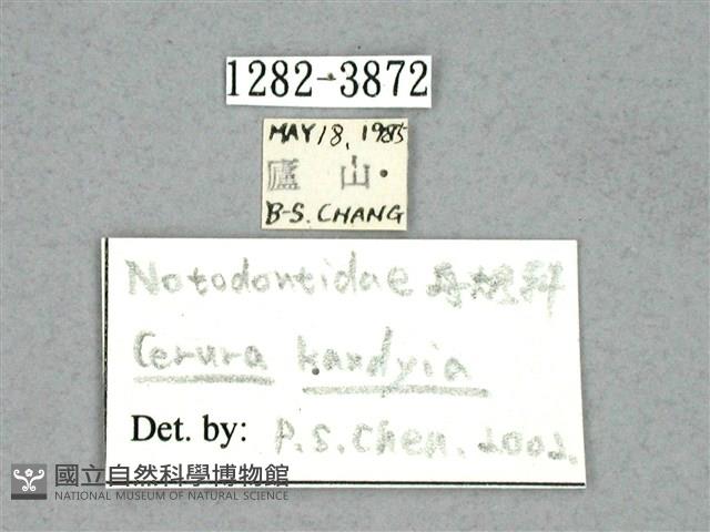 尖鋸舟蛾藏品圖，第3張