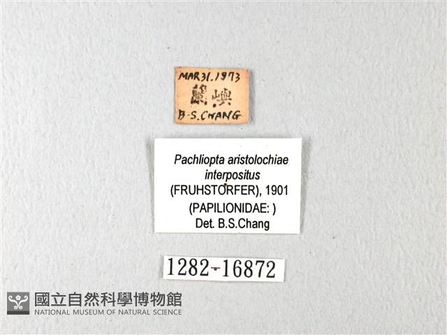 紅珠鳳蝶藏品圖，第3張