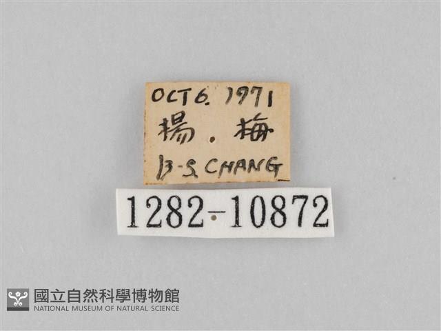 斜紋夜盜蛾藏品圖，第3張