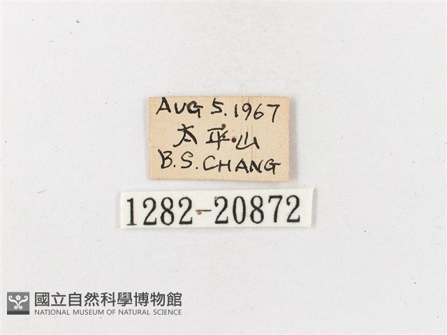 玉山幽眼蝶藏品圖，第3張