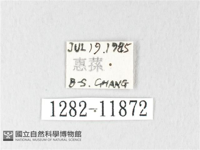 銀肩枯葉蛾藏品圖，第3張