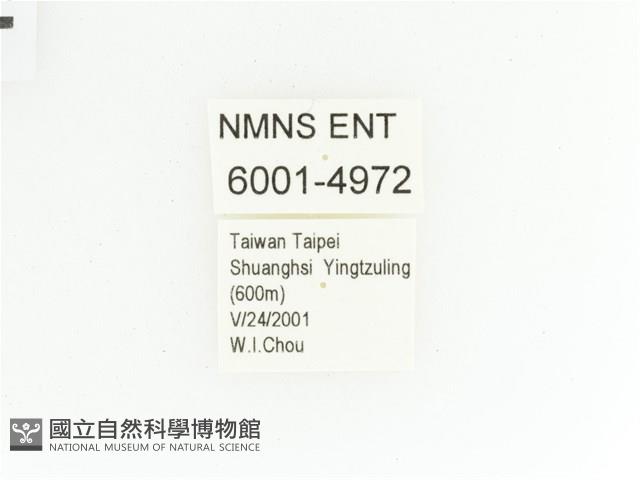 綠艷金龜藏品圖，第2張