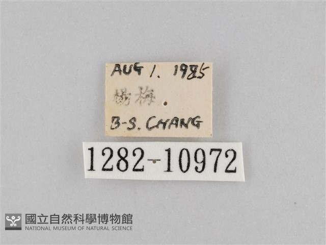 斜紋夜盜蛾藏品圖，第3張