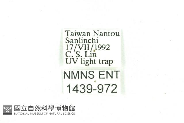 臺雪苔蛾藏品圖，第3張